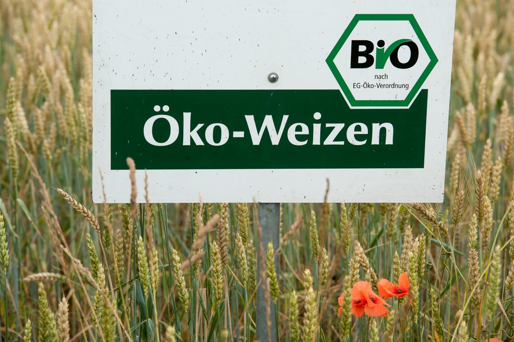 Öko-Weizen. DPA