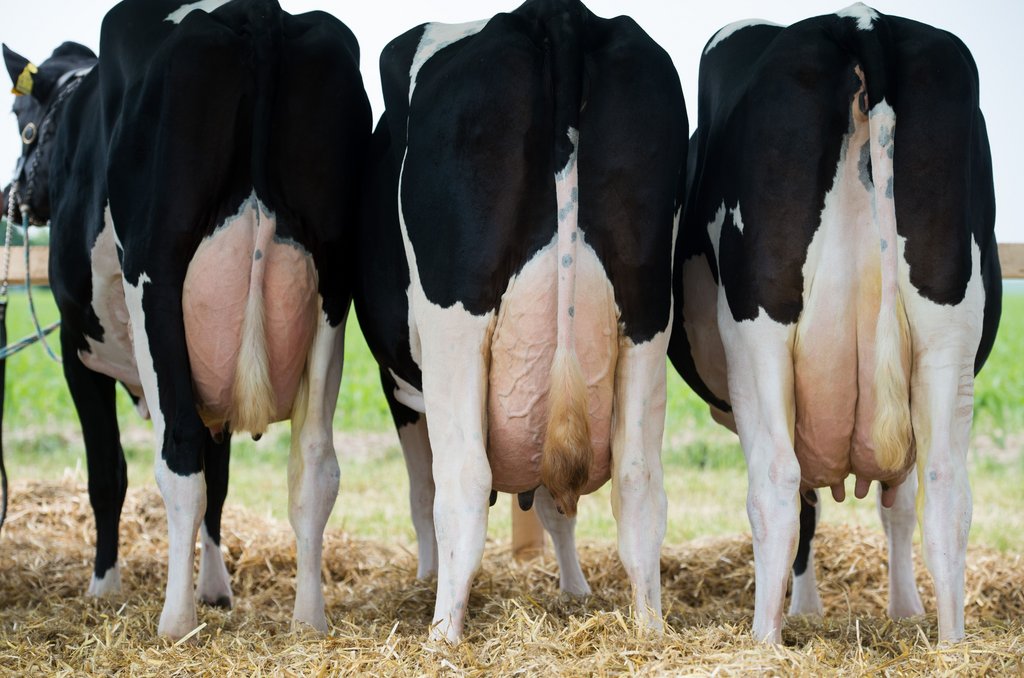 Landwirtschaftsminister beraten über Milchpreise/dpa