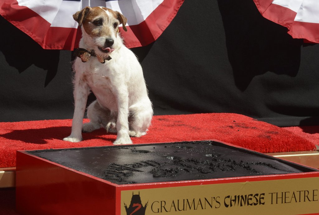´The Artistª-Star Uggie. Foto: dpa