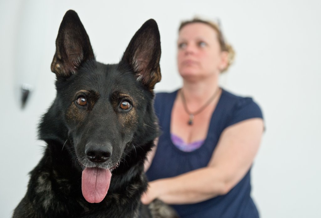 Physiotherapie für Hunde / dpa